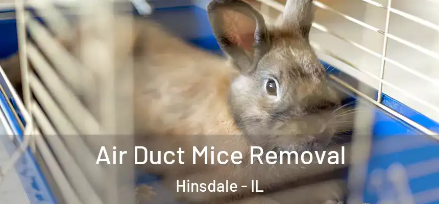  Air Duct Mice Removal Hinsdale - IL